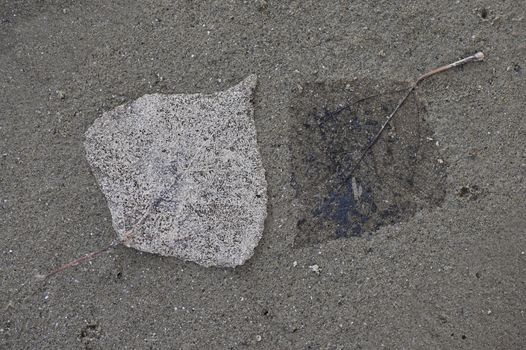 Closeup Dry Leaves On Sand