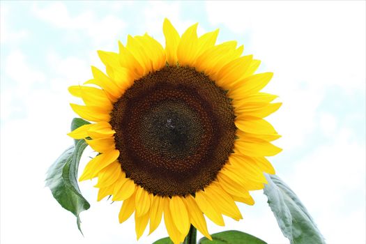 Sunflower with green leaves against a bright sky