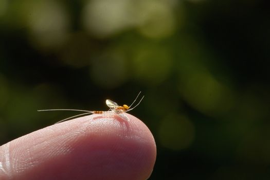 Closeup Mayfly Sitting On Man Finger