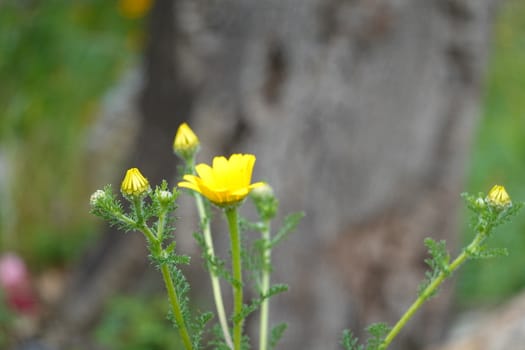 a beautiful green plant . High quality Photo.