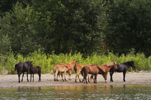 A Herd Of Wild Horses in Forest near Danube River, Romania