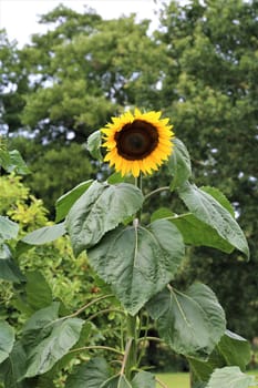 Just opening sunflower with green leaves with trees in the background