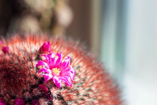 Blooming small home cactus in a flower pot. Bright pink flower near a thorny cactus on the windowsill