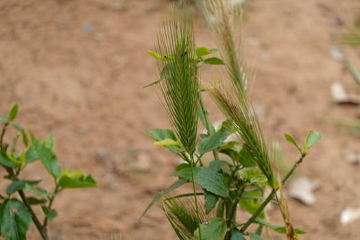 a beautiful green plant . High quality Photo.