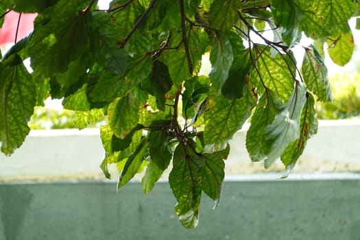 a beautiful green plant . High quality Photo.