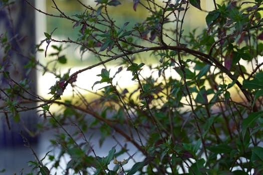 a beautiful green plant . High quality Photo.