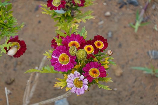 a lot of beautiful flowers. High quality Photo.