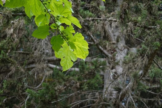 a beautiful green plant . High quality Photo.