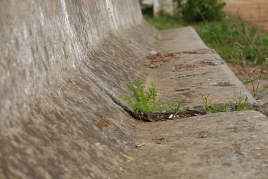 a beautiful green plant . High quality Photo.