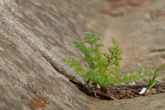 a beautiful green plant . High quality Photo.