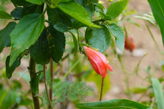 a beautiful green plant . High quality Photo.