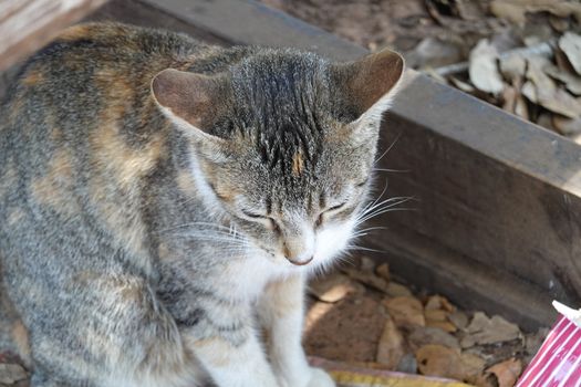 a grey and orange cat