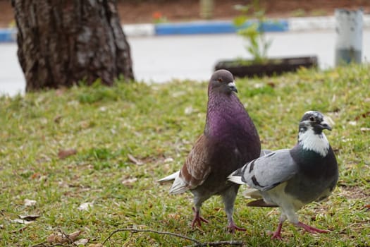 pigon bird in green grass . High quality Photo.