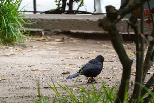 a black bird in th ground searching food.