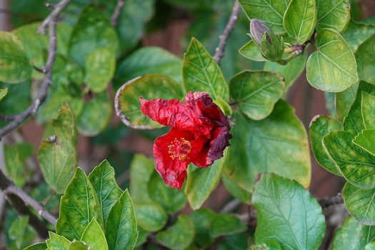 a lot of beautiful flowers. High quality Photo.