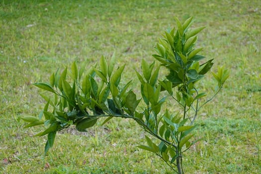 a beautiful green plant . High quality Photo.