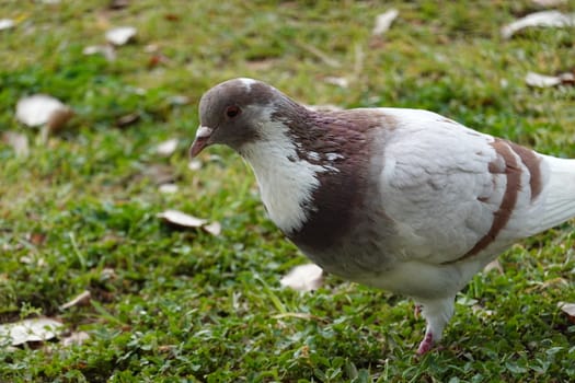 pigon bird in green grass . High quality Photo.