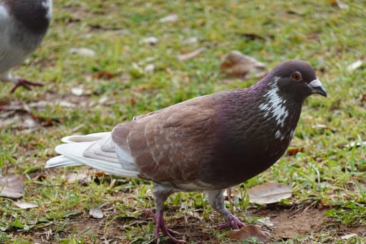 pigon bird in green grass . High quality Photo.