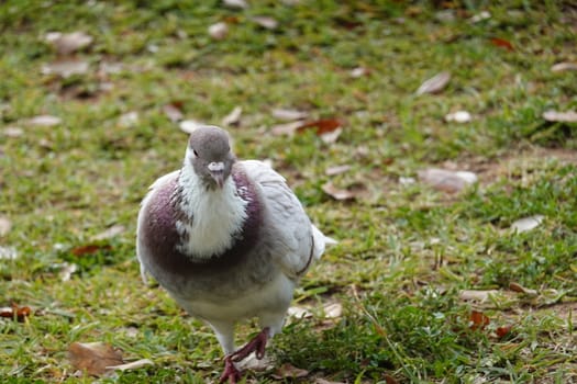 pigon bird in green grass . High quality Photo.