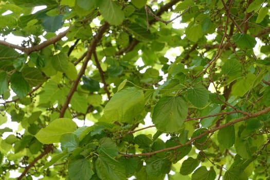 a beautiful green plant . High quality Photo.