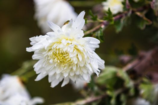 Close up of white Chrysanthemum flower solated in garden.
