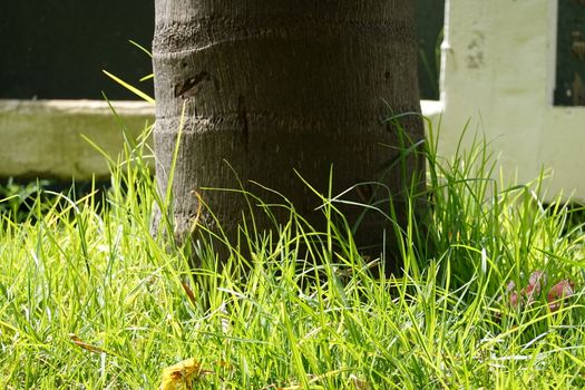 a beautiful green plant . High quality Photo.