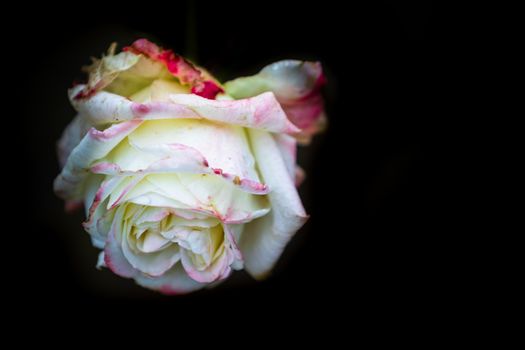 White rose isolated on black background, close up photo of beautiful rose.