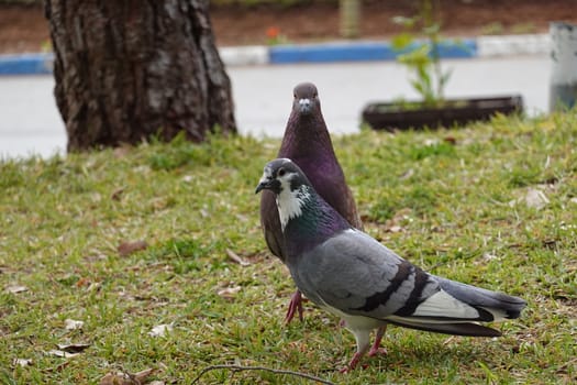 pigon bird in green grass . High quality Photo.