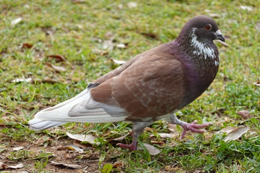 pigon bird in green grass . High quality Photo.