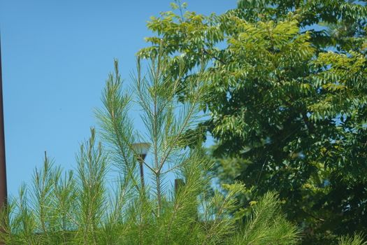 Green platns and a blue sky. High quality Photo