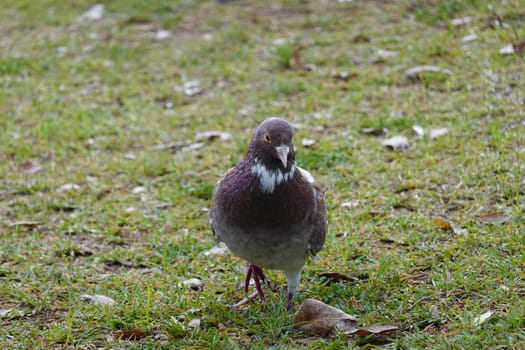 pigon bird in green grass . High quality Photo.
