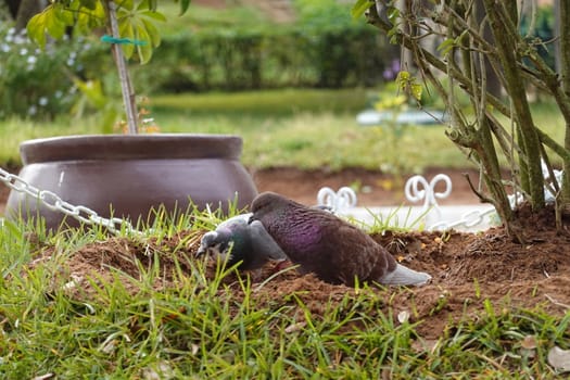 pigon bird in green grass . High quality Photo.