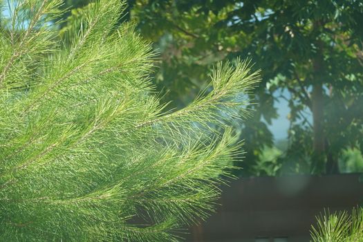 a beautiful green plant . High quality Photo.