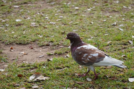 pigon bird in green grass . High quality Photo.