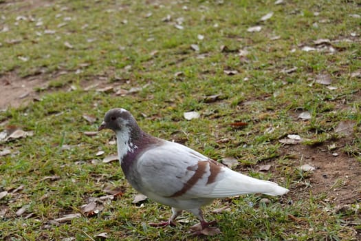 pigon bird in green grass . High quality Photo.