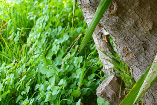 a beautiful green plant . High quality Photo.