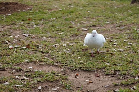 pigon bird in green grass . High quality Photo.