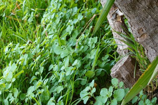 a beautiful green plant . High quality Photo.