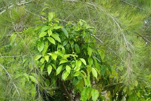 a beautiful green plant . High quality Photo.