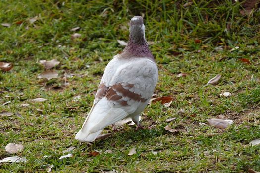 pigon bird in green grass . High quality Photo.