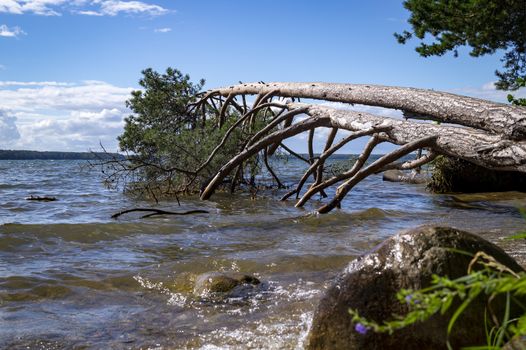 Large tree fallen into the sea during a storm lying supported on the branches above the water in a low angle view from the beach against a sunny blue sky