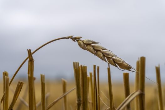 Single ear of golden wheat in a harvested field with stubble remnants in evening light with copyspace