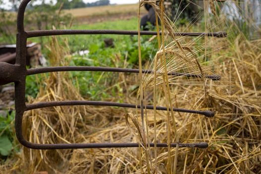 Pitchfork in an agricultural field after harvesting in a low ground level view of the tines and the stubble of the cereal crop