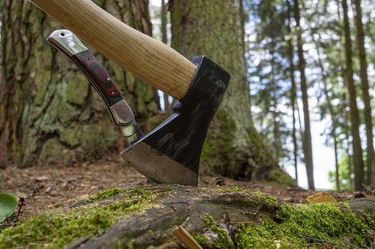 Axe or chopper with folding pocket knife with their blades stuck in a moss covered log of wood in a forest in a close up side view
