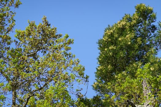 a beautiful green plant . High quality Photo.