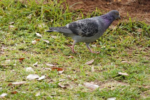 pigon bird in green grass . High quality Photo.