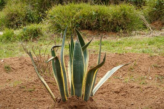 a beautiful green plant . High quality Photo.