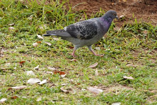 pigon bird in green grass . High quality Photo.