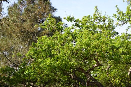 a beautiful green plant . High quality Photo.