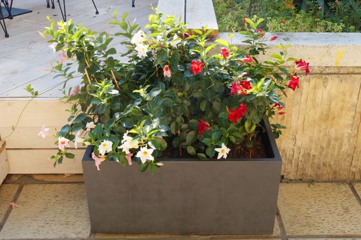 decorative flowers in a rectangular planter on the street near a cafe